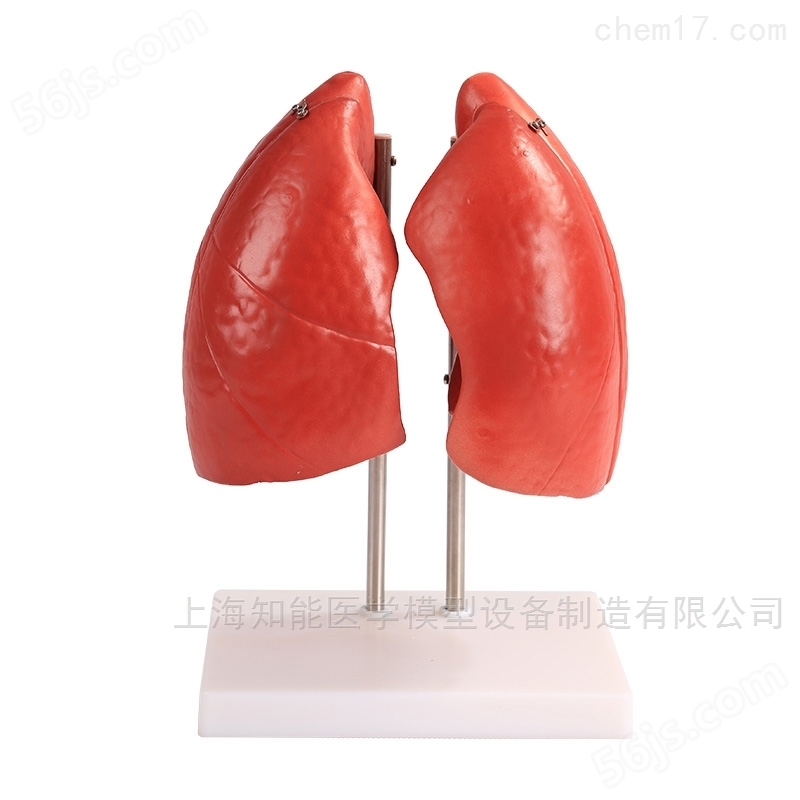 销售肺结构模型公司