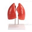 BIX-A1073肺结构模型多少钱
